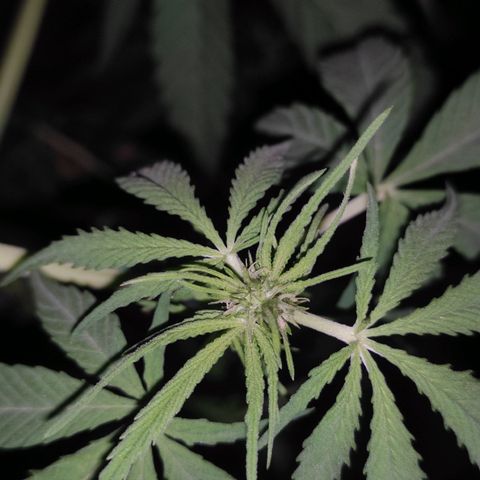 AK (a nout padoung) growlog timeline photo