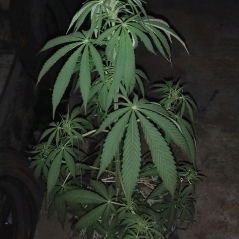 AK (a nout padoung) growlog timeline photo