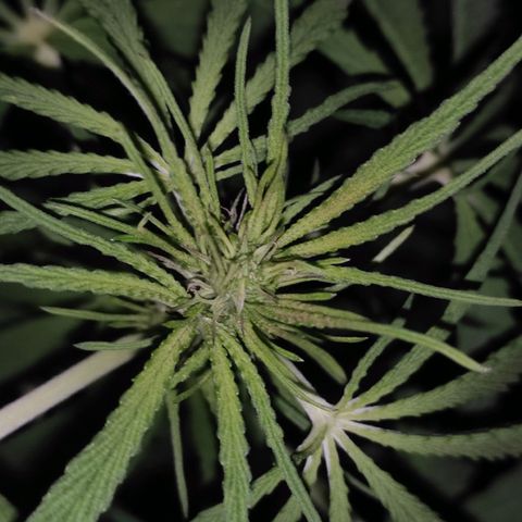 AK (a nout padoung) growlog timeline photo
