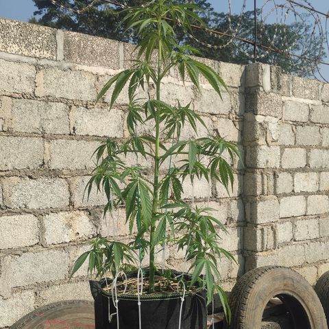 AK (a nout padoung) growlog timeline photo