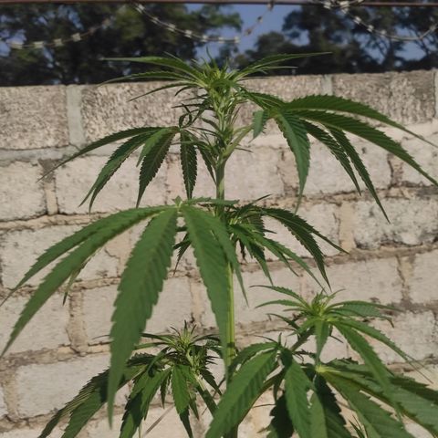 AK (a nout padoung) growlog timeline photo