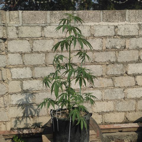 AK (a nout padoung) growlog timeline photo