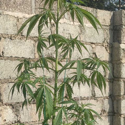 AK (a nout padoung) growlog timeline photo