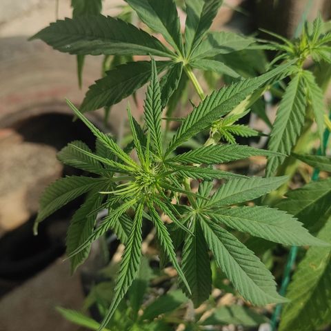 AK (a nout padoung) growlog timeline photo
