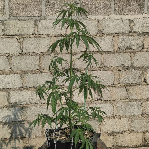 AK (a nout padoung) growlog timeline photo