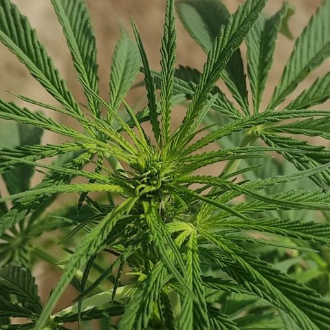 AK (a nout padoung) growlog timeline photo