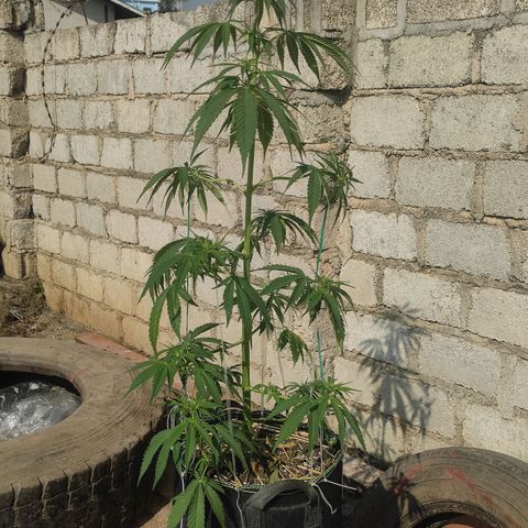 AK (a nout padoung) growlog timeline photo