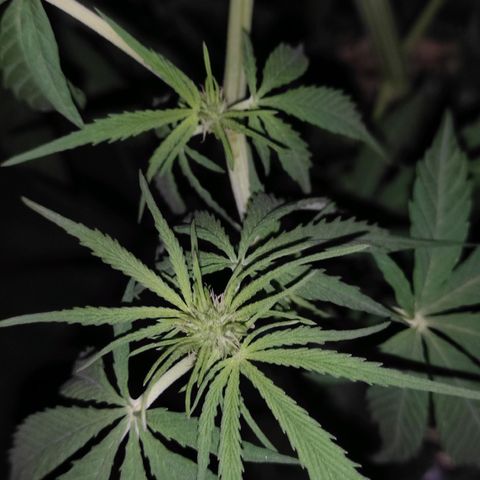 AK (a nout padoung) growlog timeline photo
