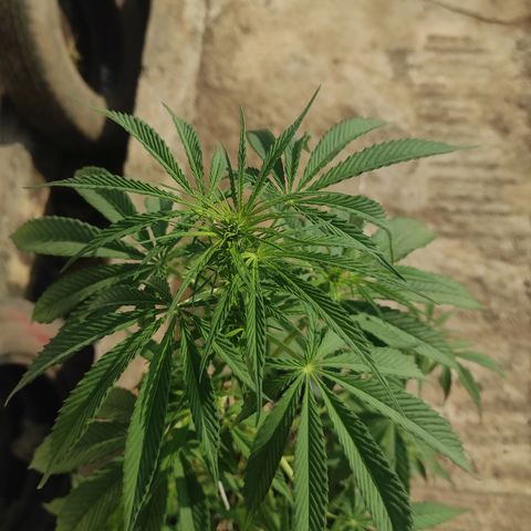 AK (a nout padoung) growlog timeline photo