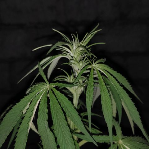 AK (a nout padoung) growlog timeline photo