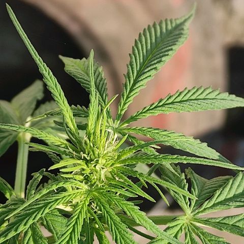AK (a nout padoung) growlog timeline photo