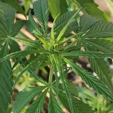 AK (a nout padoung) growlog timeline photo
