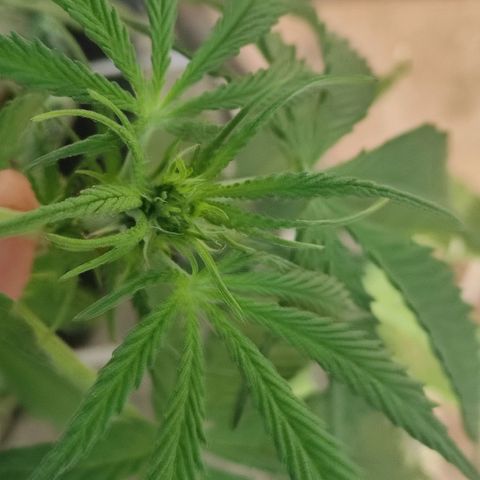 AK (a nout padoung) growlog timeline photo