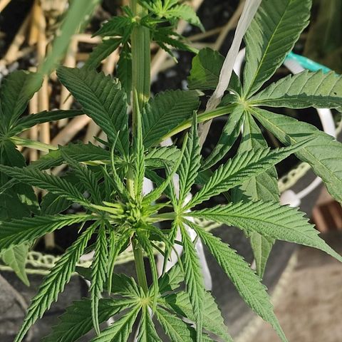 AK (a nout padoung) growlog timeline photo
