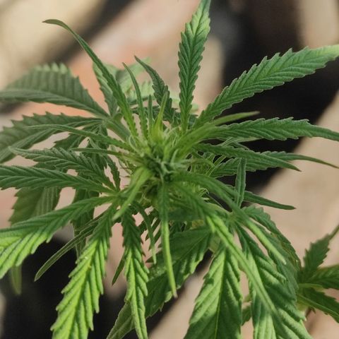 AK (a nout padoung) growlog timeline photo