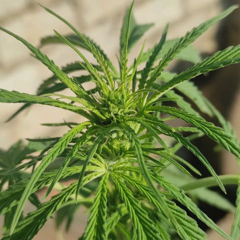 AK (a nout padoung) growlog timeline photo