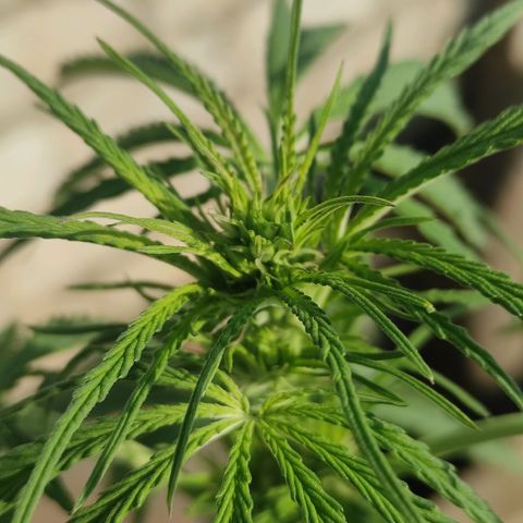 AK (a nout padoung) growlog timeline photo