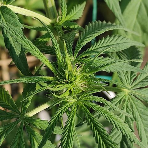 AK (a nout padoung) growlog timeline photo