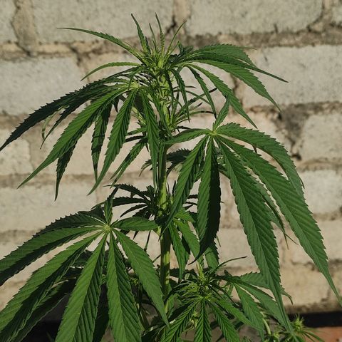 AK (a nout padoung) growlog timeline photo