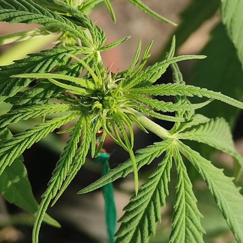 AK (a nout padoung) growlog timeline photo