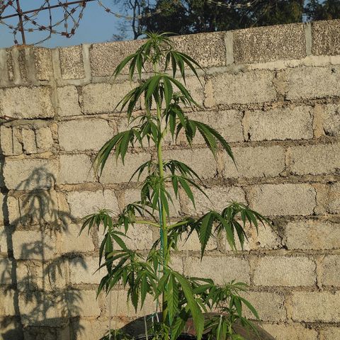 AK (a nout padoung) growlog timeline photo