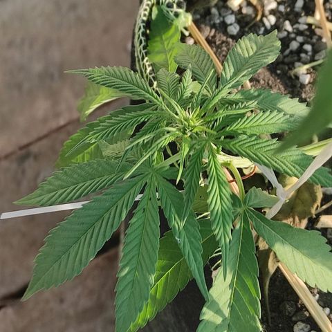 AK (a nout padoung) growlog timeline photo