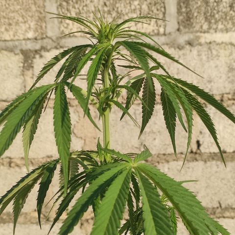AK (a nout padoung) growlog timeline photo