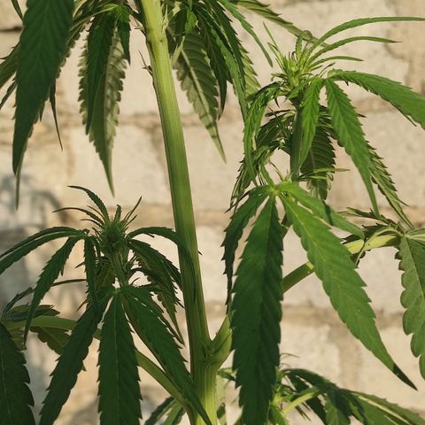 AK (a nout padoung) growlog timeline photo