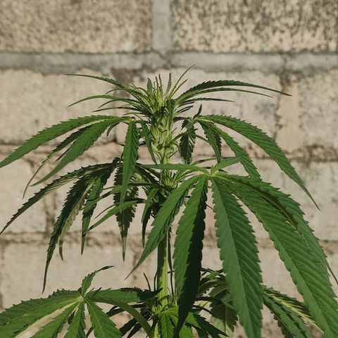 AK (a nout padoung) growlog timeline photo