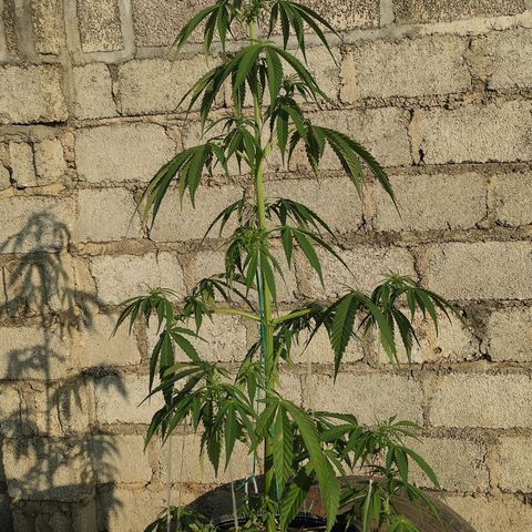 AK (a nout padoung) growlog timeline photo