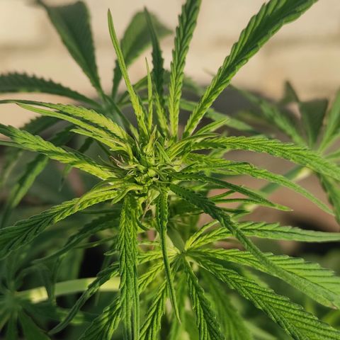 AK (a nout padoung) growlog timeline photo