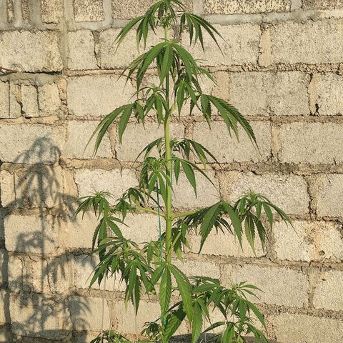 AK (a nout padoung) growlog timeline photo