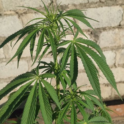 AK (a nout padoung) growlog timeline photo