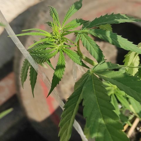 AK (a nout padoung) growlog timeline photo