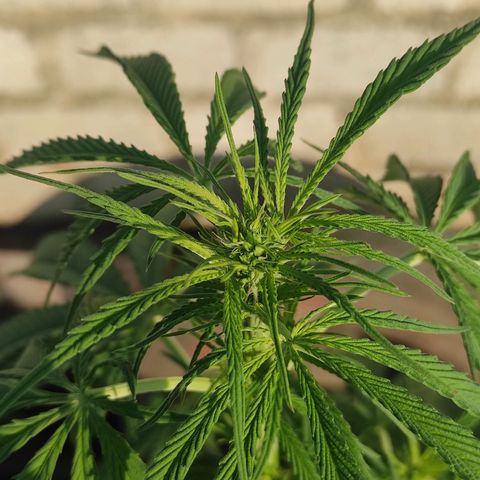AK (a nout padoung) growlog timeline photo