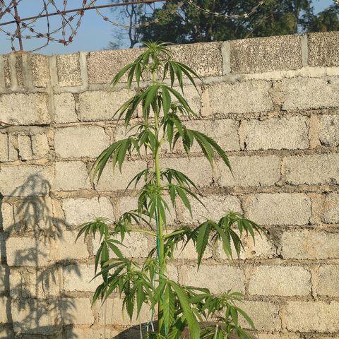 AK (a nout padoung) growlog timeline photo