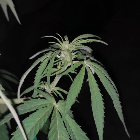 AK (a nout padoung) growlog timeline photo