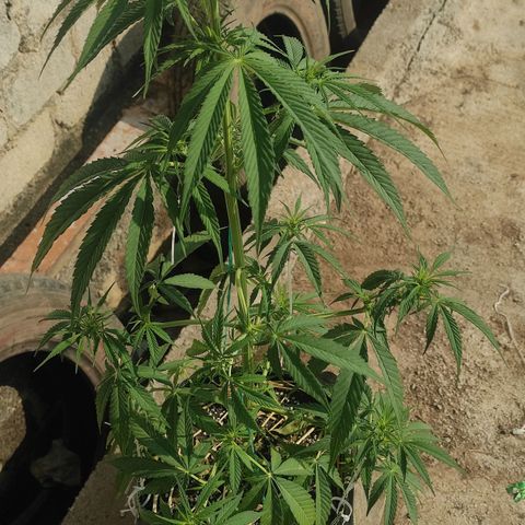 AK (a nout padoung) growlog timeline photo