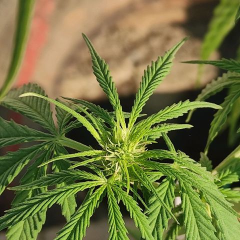 AK (a nout padoung) growlog timeline photo