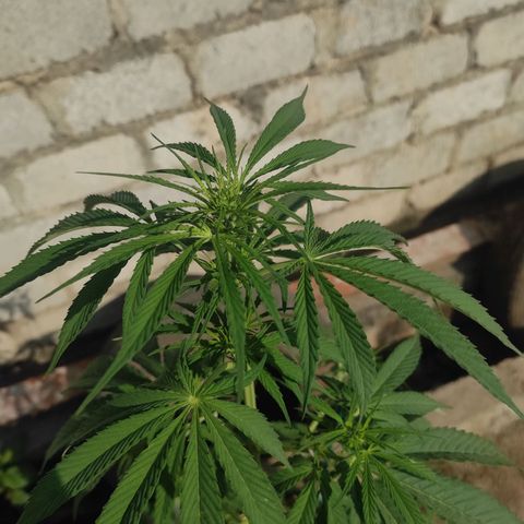 AK (a nout padoung) growlog timeline photo