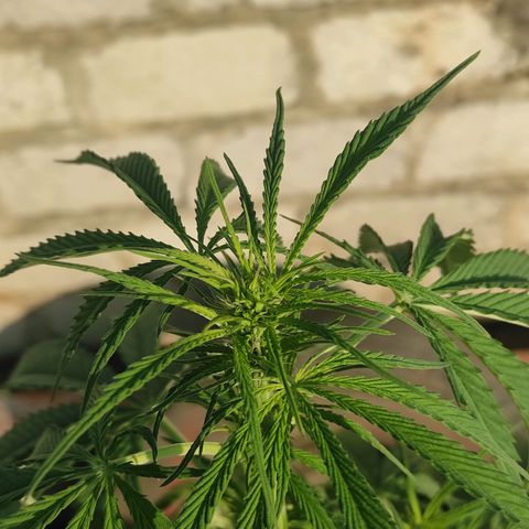 AK (a nout padoung) growlog timeline photo