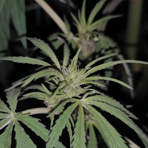AK (a nout padoung) growlog timeline photo
