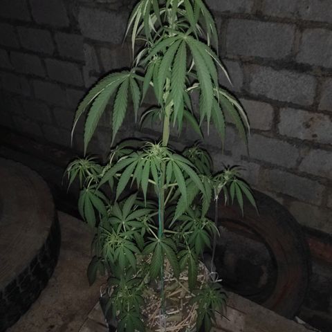 AK (a nout padoung) growlog timeline photo