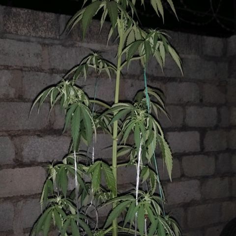 AK (a nout padoung) growlog timeline photo