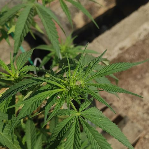 AK (a nout padoung) growlog timeline photo