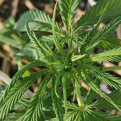 AK (a nout padoung) growlog timeline photo