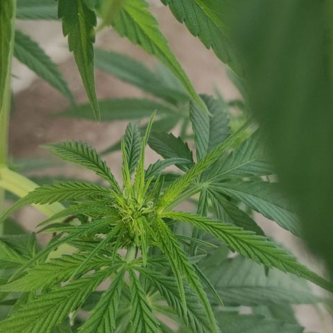 AK (a nout padoung) growlog timeline photo