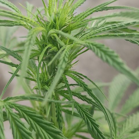 AK (a nout padoung) growlog timeline photo