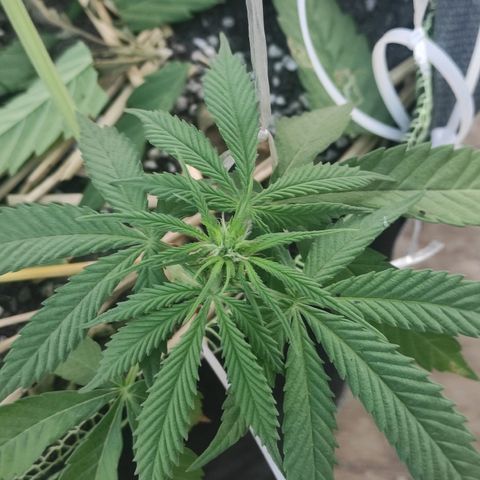 AK (a nout padoung) growlog timeline photo