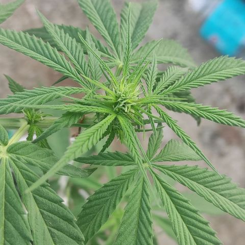 AK (a nout padoung) growlog timeline photo